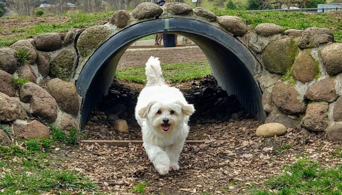 Small white dog running in park